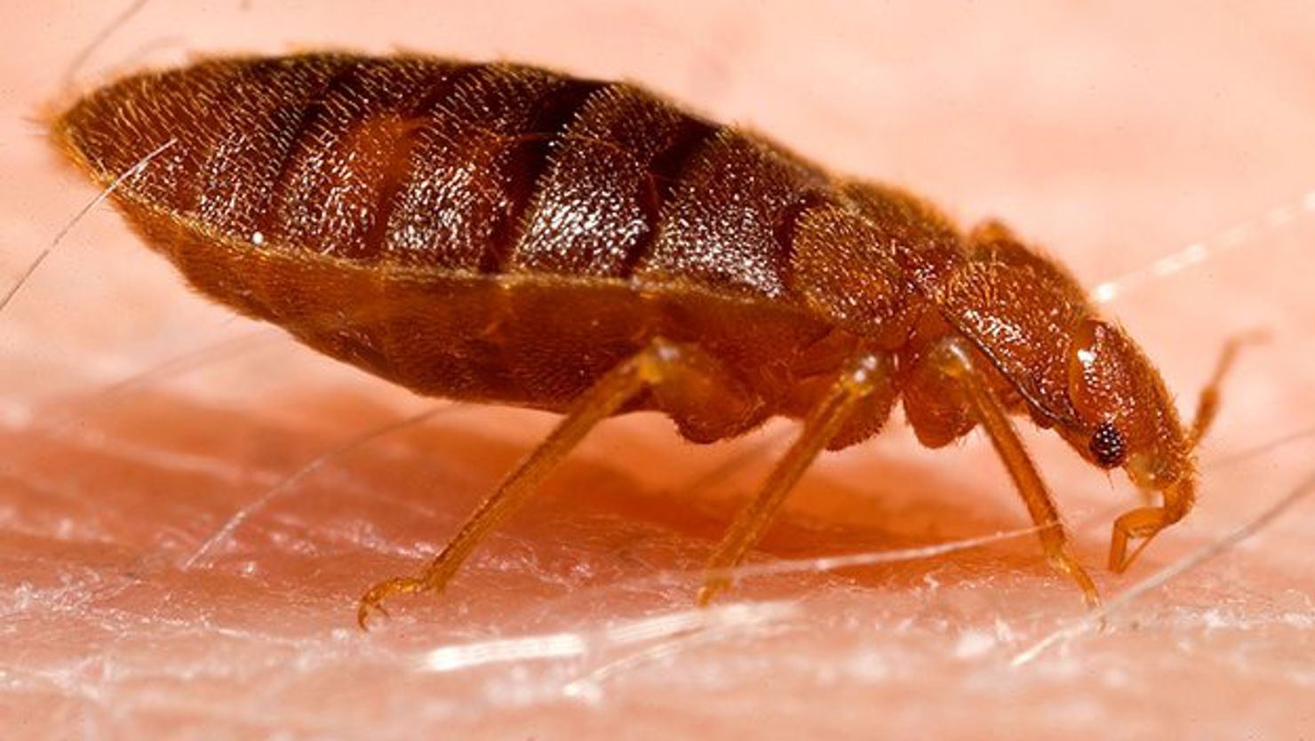 Ett instrument som jobbat på en komet letar nu vägglöss.