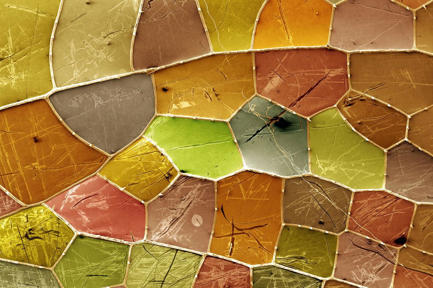 Pytte eller enorm: Kan du se vilket?