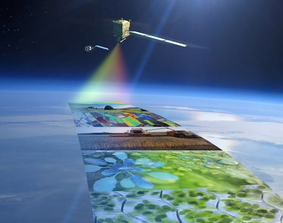 Varma växter undersöks med satellit