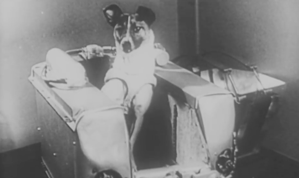 Laika blev första hunden i rymden