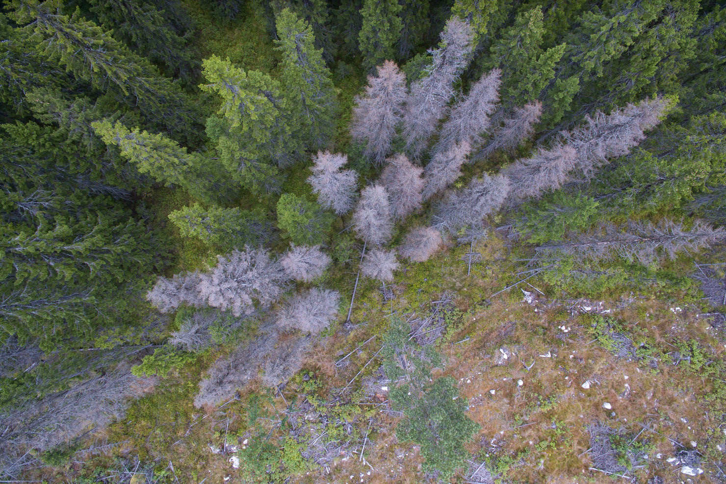 Granbarkborrar jagas från rymden