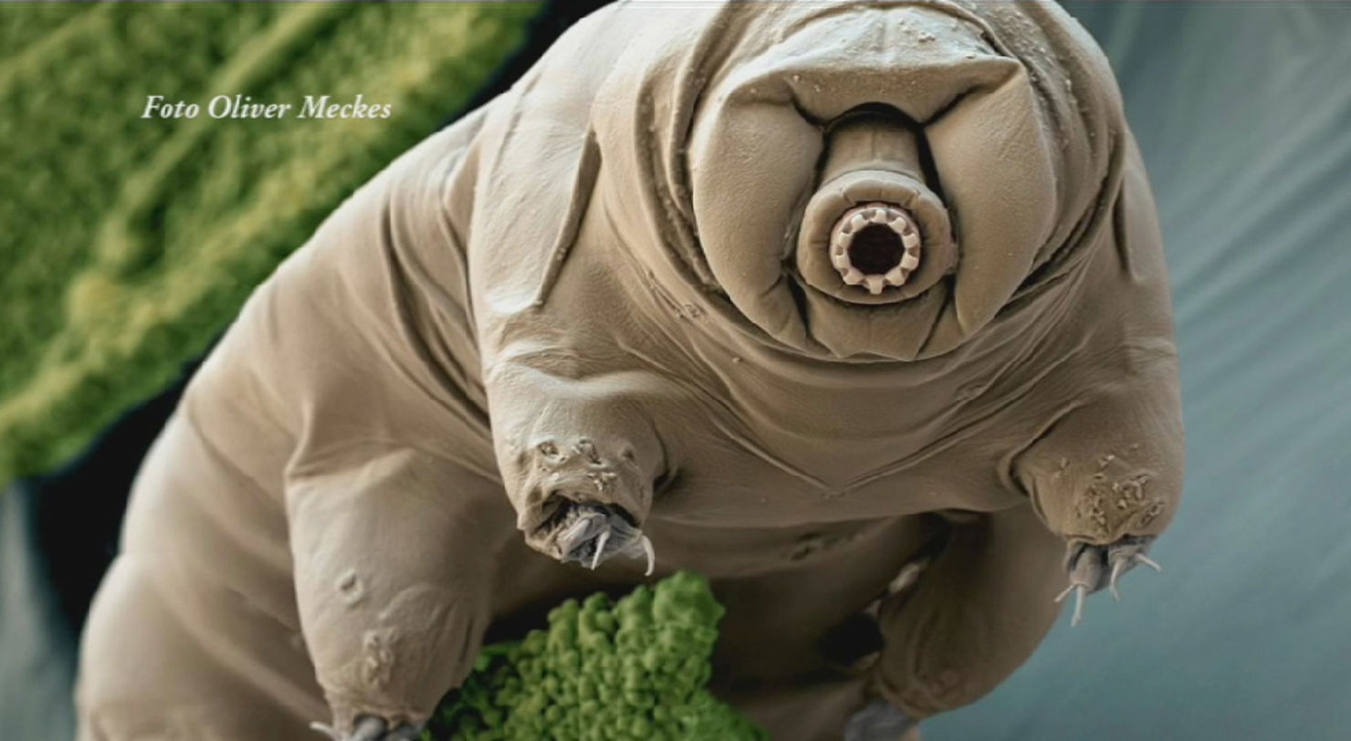 Dagens klipp: Djuret som kan överleva i rymden