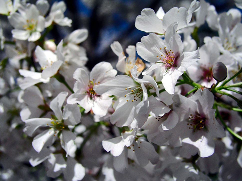Körsbärsträd från rymden blommar på rekordtid