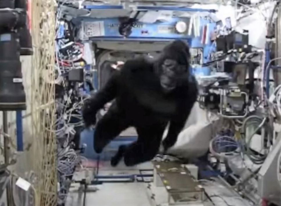 Astronauten Scott Kelly överraskar kollegorna på rymdstationen utklädd till gorilla.