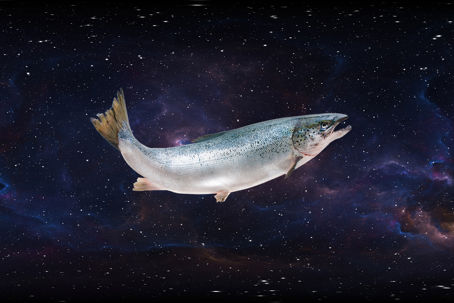 norsk lax i rymden.jpg Montage av en fisk i rymden