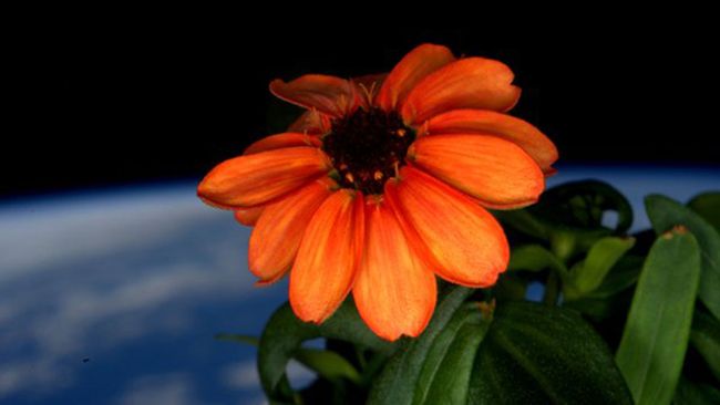 Det blommar på rymdstationen