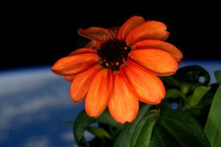 Zinnia-blommor Det blommar på rymdstationen