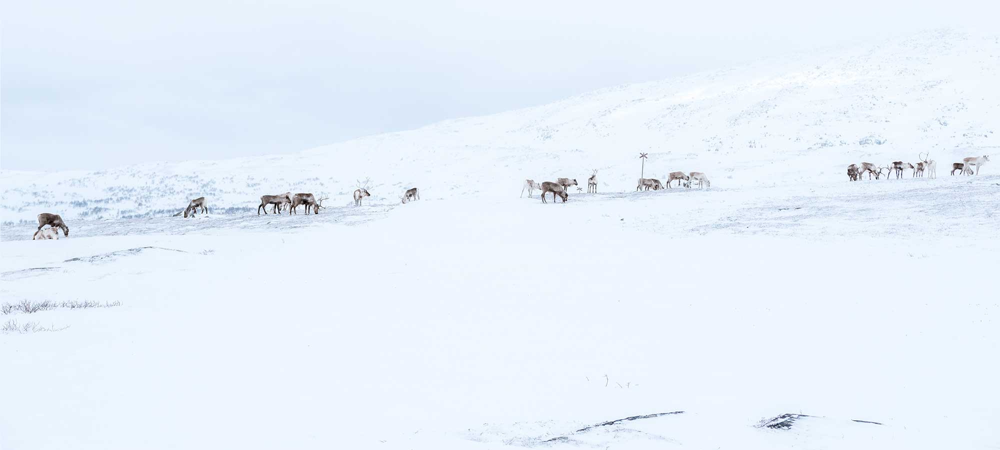 Renskötsel från satellit