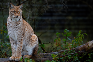 Lodjur.png Lodjur sittandes på stam