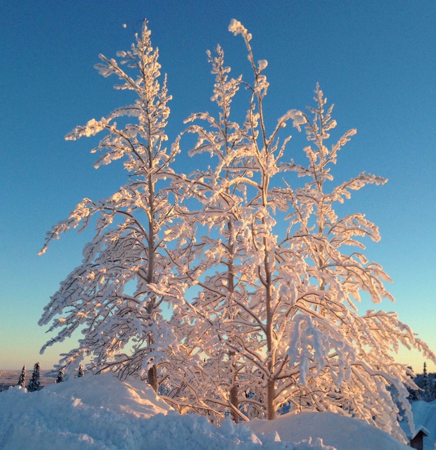 Solen skiner över Esrange. Rymdsamarbete i 37 minusgrader
