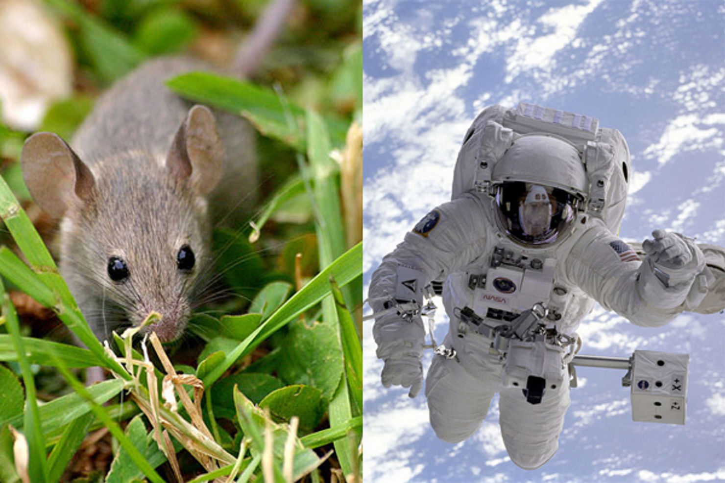 Tre möss tillbringade 91 dagar på ISS