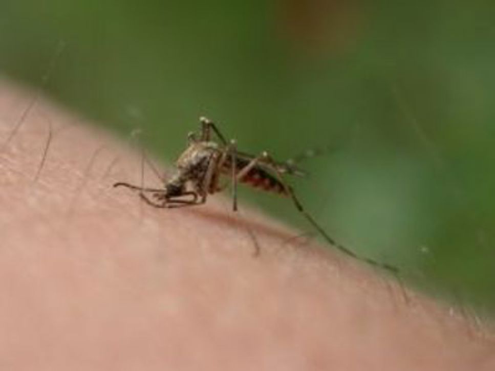 mosquitobite1_large0.jpg Mygga