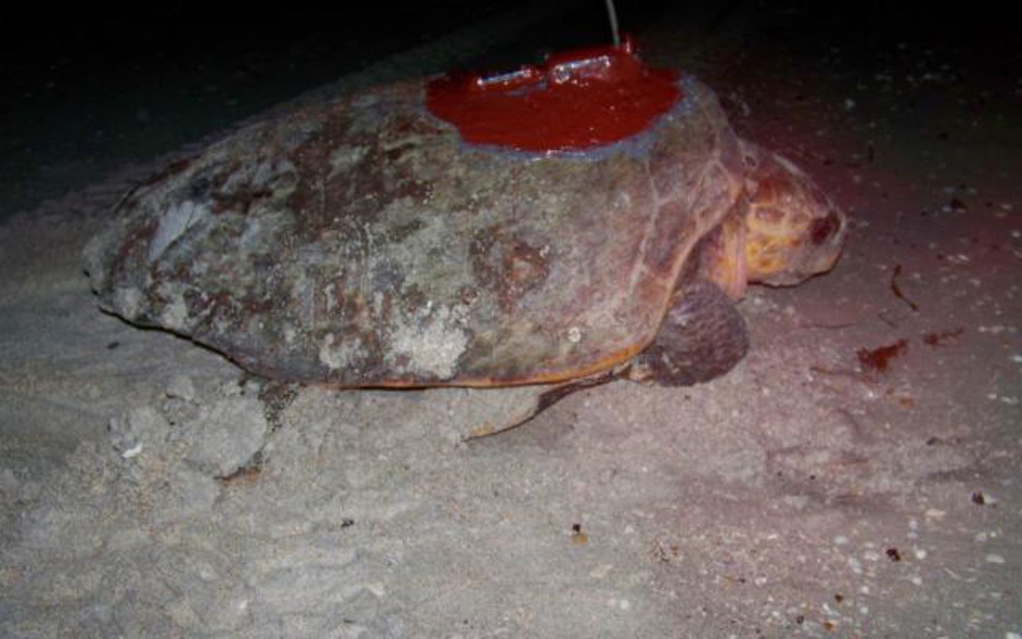 En karettsköldpadda utrustad med två olika spårsändare.