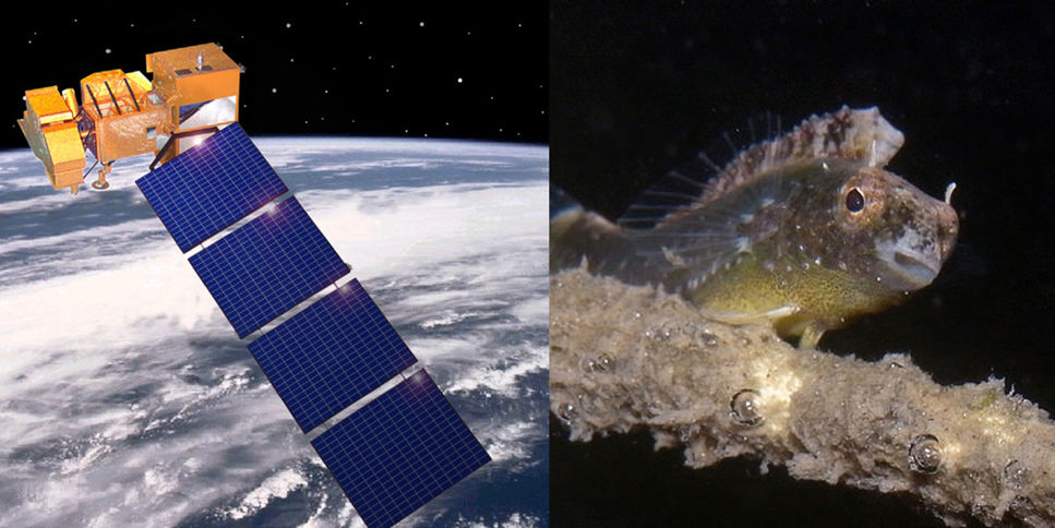 Satelliten Landsat och en fisk. Satellitbilder räddar undervattensliv