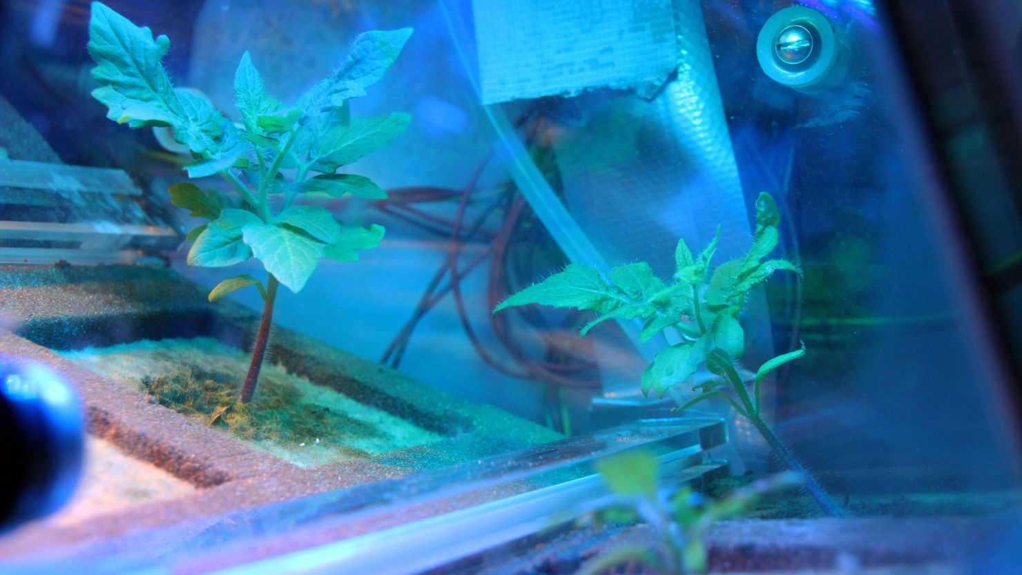 EuCROPIS_4_DLR.jpg Tomater odlas på satellit – nästa steg månen och Mars