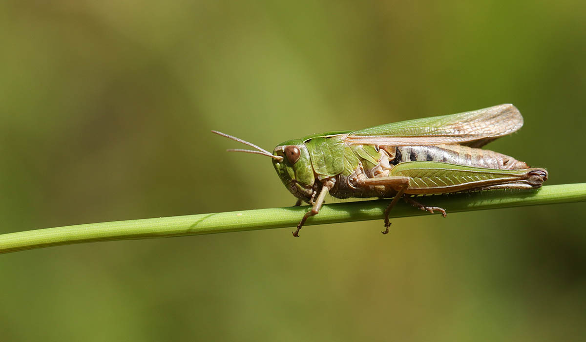 Gräshoppa