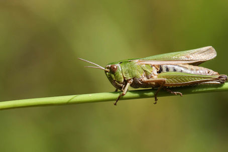 grashoppa.jpg Gräshoppa
