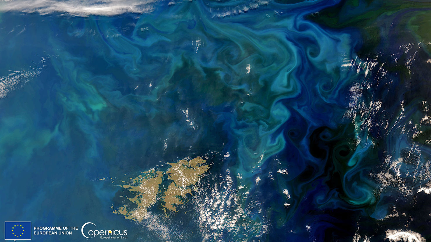 Algblomning utanför Falklandsöarna. November 2022.