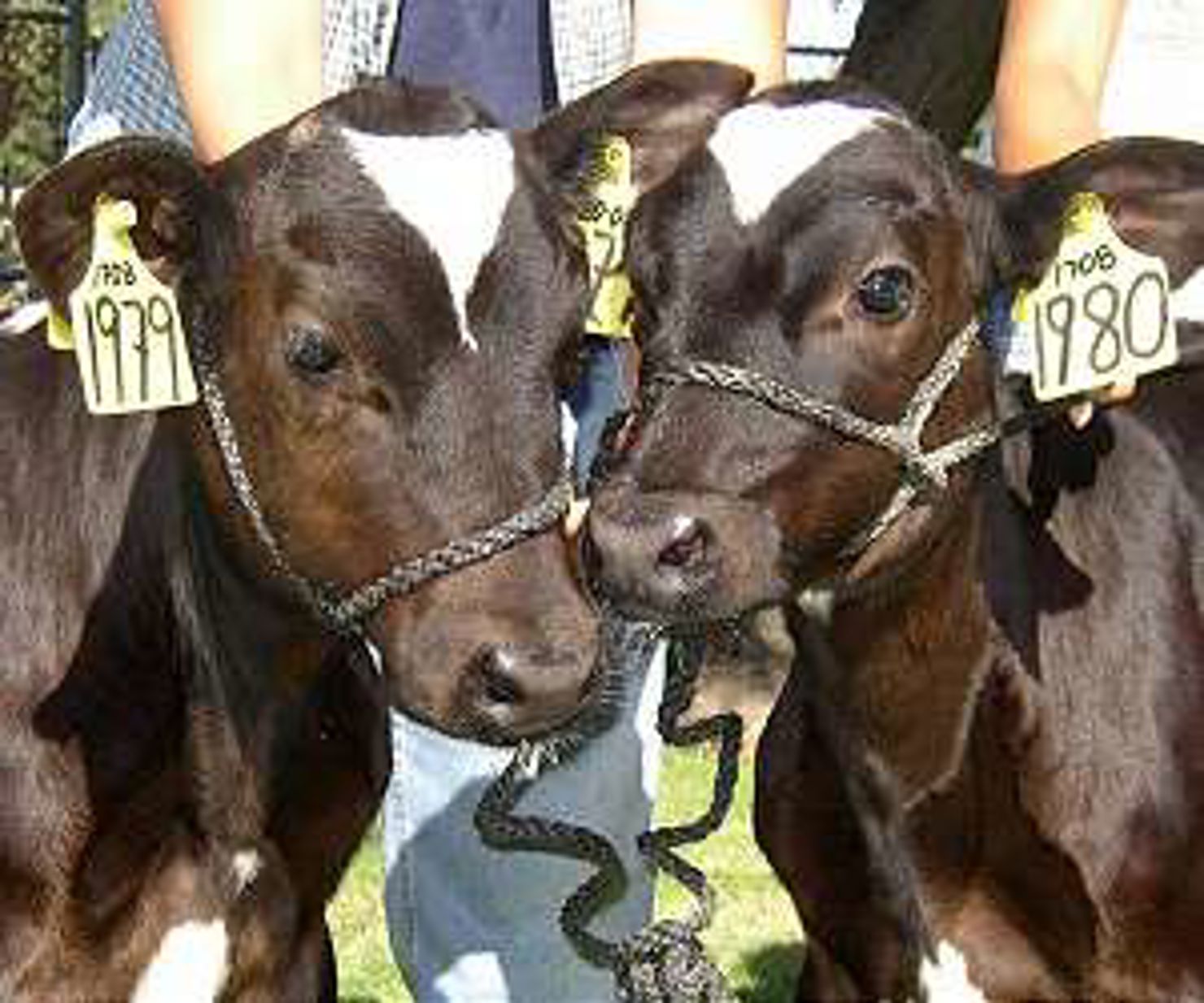 Satellitstyrd GPS på kor blev lösningen på grannfejd