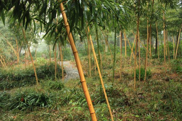 Bambu