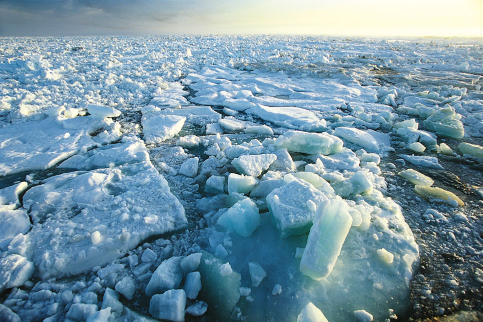 Havsisen i Arktis minskar till följd av klimatförändringar.
