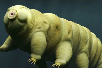 bjorndjur_fotoiStockphotodottedhippo.jpg Björndjur: djuret som kan överleva i rymden