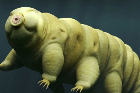 bjorndjur_fotoiStockphotodottedhippo.jpg Björndjur: djuret som kan överleva i rymden