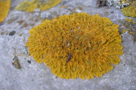 -1lav.jpg Exempel på en lav som fick följa med till ISS.