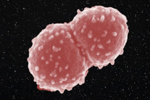 all_01.jpg Bakterie i rymden