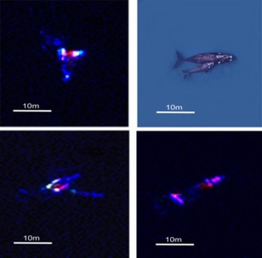 Satellitbilder på valar jämfört med ett flygfoto i samma skala (högst upp till höger). Källa: British Antarctic Survey