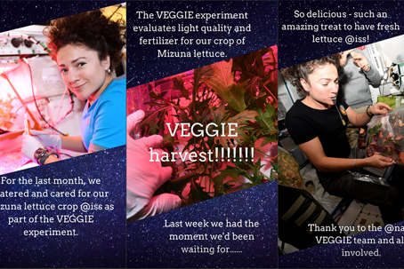 Veggie 4.png Skördefest på internationella rymdstationen