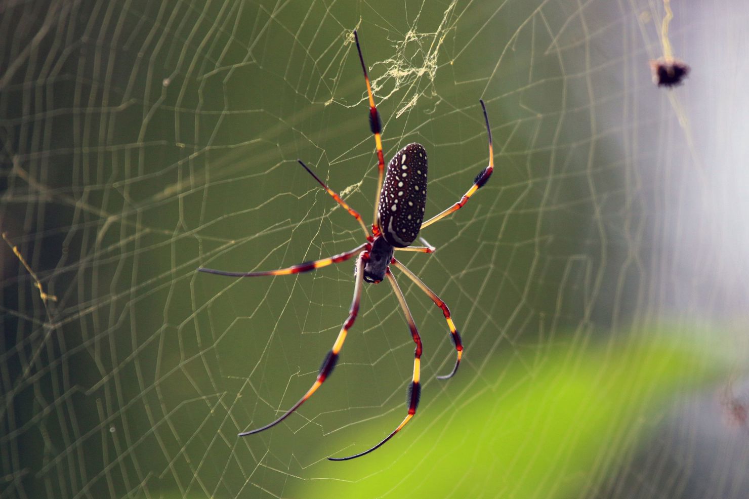 Golden_silk_orb-weaver_spider_Nephila_clavipes)_female.jpg Nephila clavipes