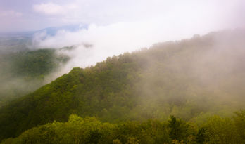 Bilden visar en skog som släpper ifrån sig vätska i luften. När detta kombineras med att vätska avdunstar från marken bildar de två processerna tillsammans evapotranspiration.