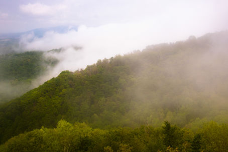 Bild 1..jpg Bilden visar en skog som släpper ifrån sig vätska i luften. När detta kombineras med att vätska avdunstar från marken bildar de två processerna tillsammans evapotranspiration.