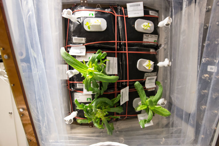 rymdträdgården, där man odlar växter på ISS